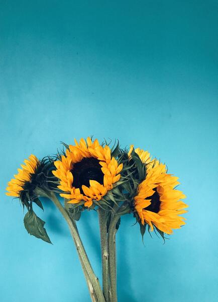 عکس گل آفتابگردان خفن