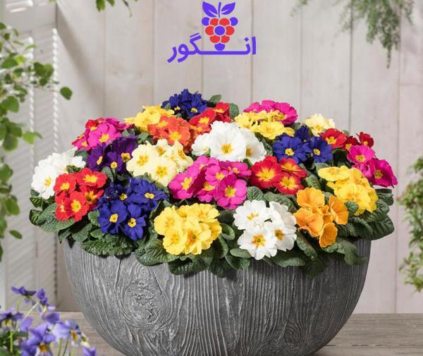 عکس گلدان بهاری