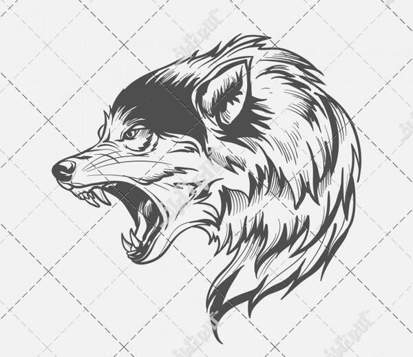 عکس تاتو گرگ روی کاغذ