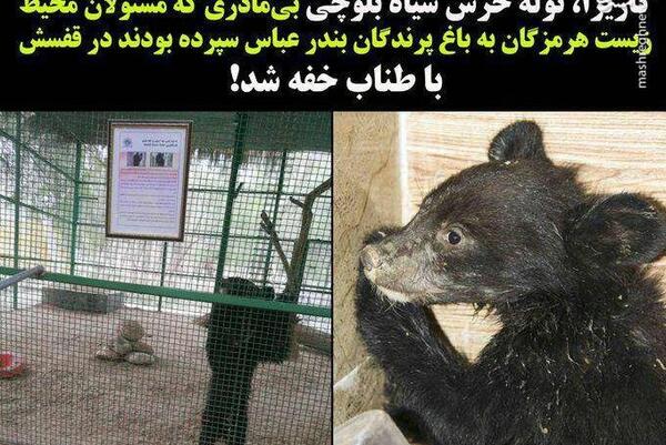 عکس بچه خرس گربه