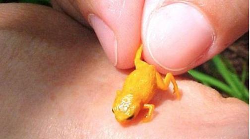 عکس بچه ی قورباغه