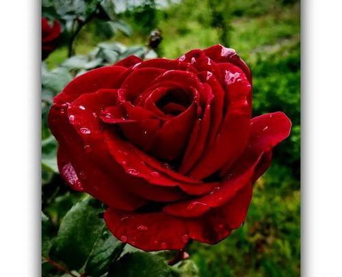 عکس گل در گلدان برای پروفایل