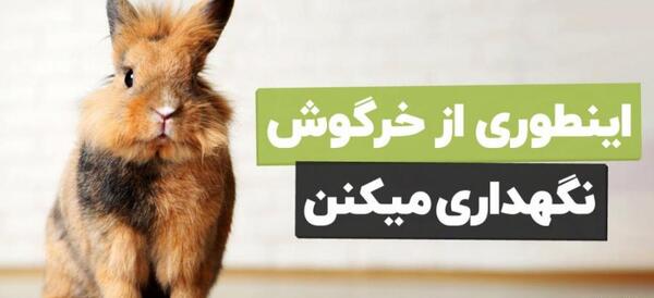 عکس بچه خرگوش ۱۰ روزه