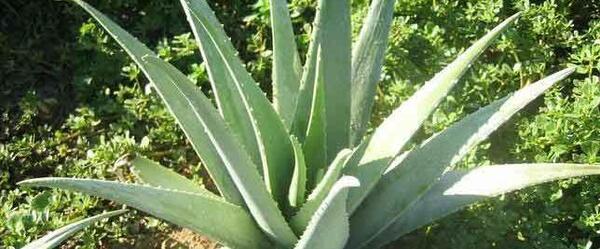 عکس انواع گل آلوئه ورا