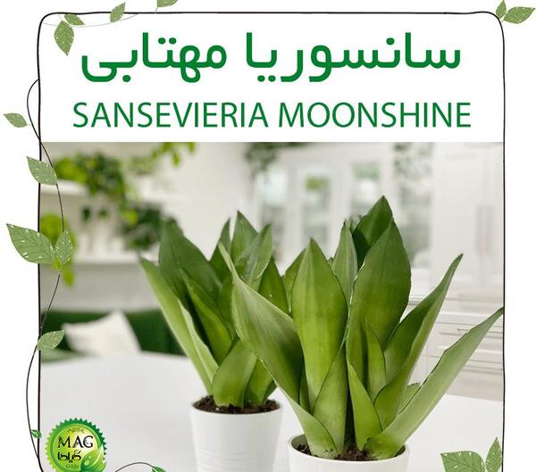 عکس گل سانسوریا مهتابی