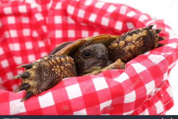 عکس بچه لاک پشت خانگی