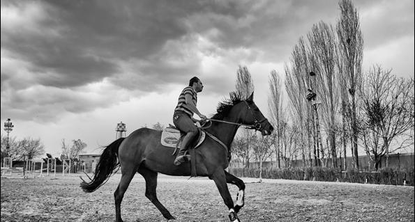 عکس اسب های مسابقه ای