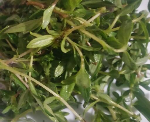 عکس آویشن کوهی تازه