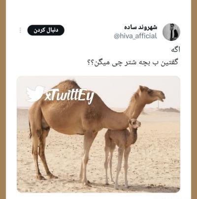 عکس بچه شتری