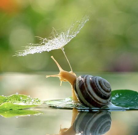 عکس بچه های حلزون