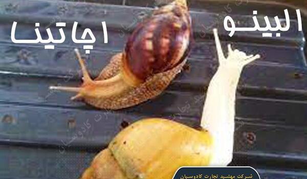 عکس بچه های حلزون
