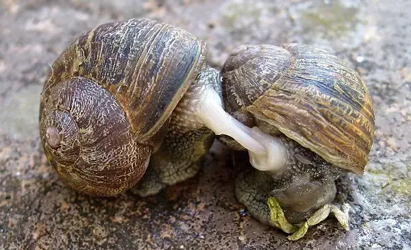 عکس بچه های حلزون