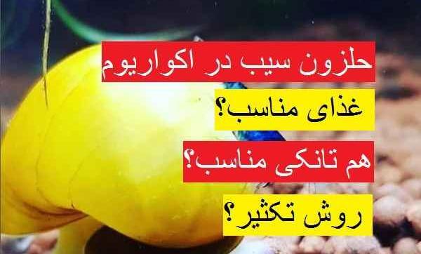 عکس بچه های حلزون