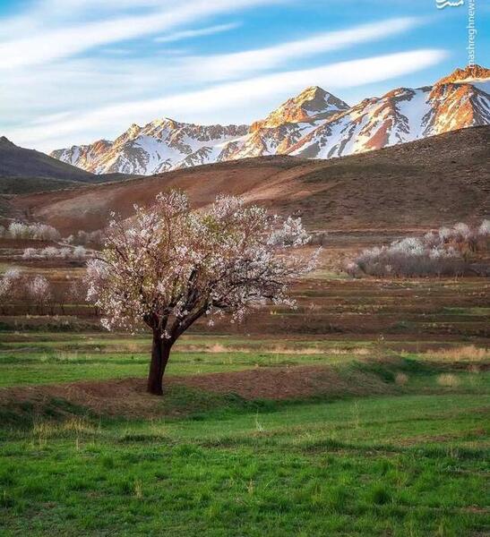 عکس زیبای بهار