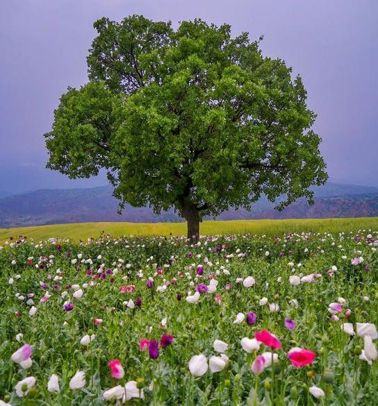 عکس از طبیعت بهار واقعی