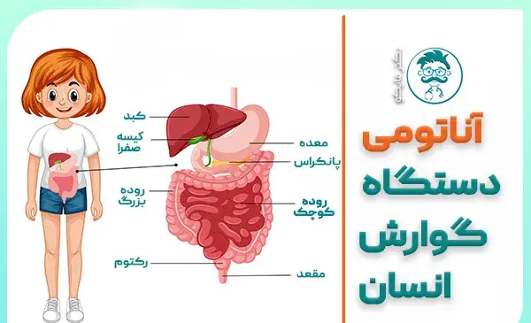 عکس آناتومی اعضای داخلی بدن انسان