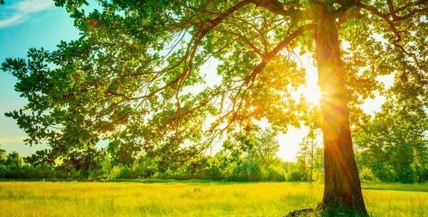 عکس طبیعت تابستان برای پروفایل