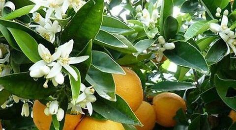 عکس درخت بهار نارنج