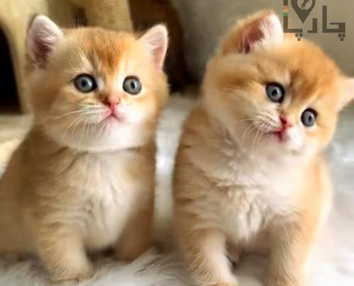 عکس بچه گربه سفید ناز