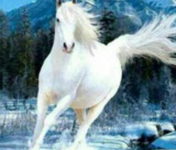 عکس اسب کوچولو سفید