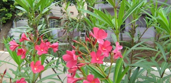 عکس بذر گل خرزهره