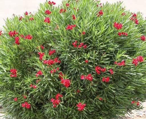 عکس بذر گل خرزهره