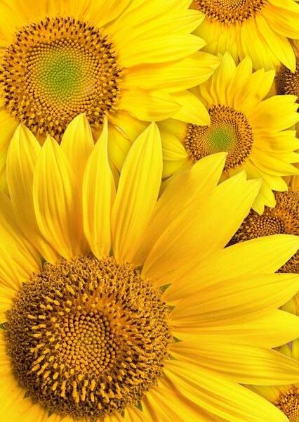 عکس گل برای تصویر زمینه ایفون