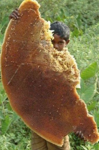 عکس عسل طبیعی