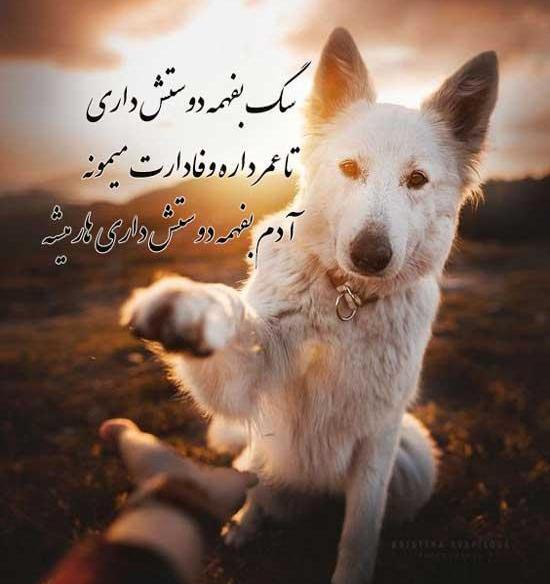 عکس پروفایل دخترونه خفن با سگ