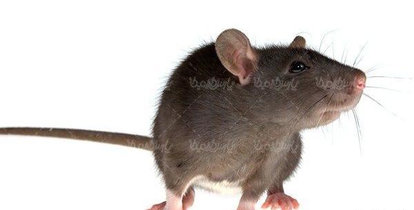 عکس بچه موش صحرایی