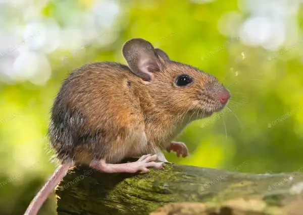 عکس بچه موش صحرایی