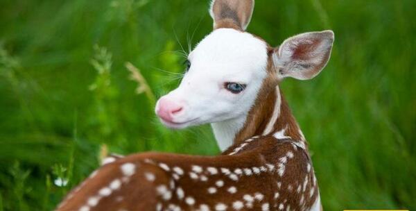 عکس مادر آهو