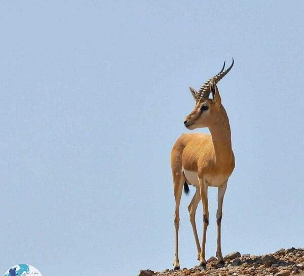 عکس مادر آهو