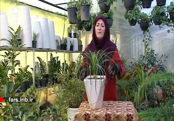 دانلود عکس گل لیندا