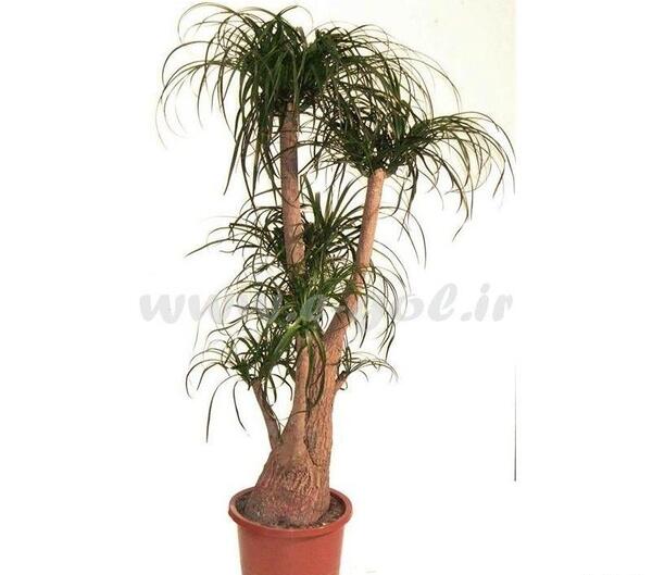 دانلود عکس گل لیندا