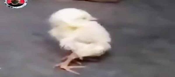 عکس بچه قوغاز