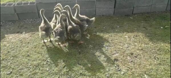 عکس بچه قوغاز