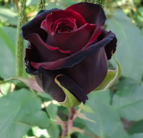 عکس گل رز سیاه هلندی