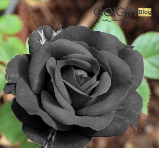 عکس گل رز سیاه هلندی