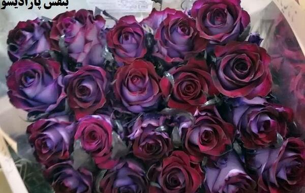 عکس گل رز سیاه هلندی