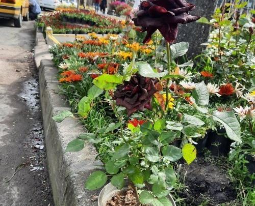 عکس گل رز سیاه هلندی