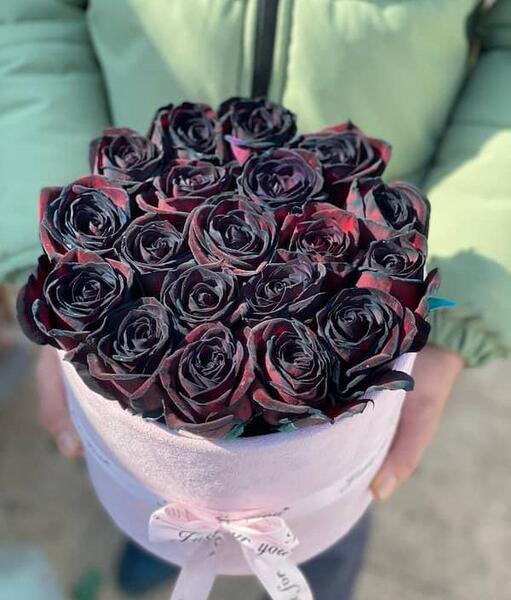 عکس گل رز سیاه هلندی