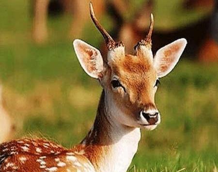 عکس چشم های آهو