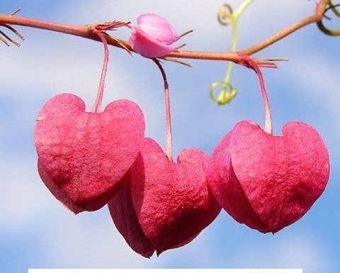 عکس چشم های آهو