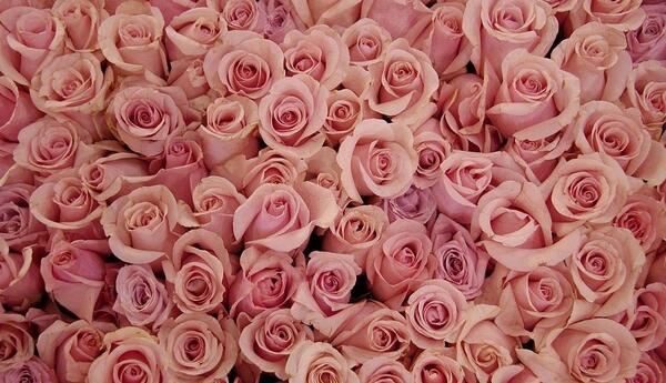 عکس گل کوچک برای تصویر زمینه