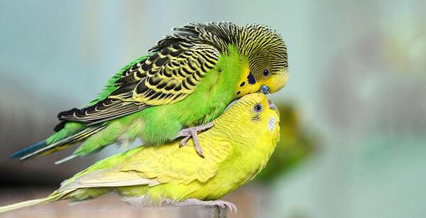 عکس مرغ عشق های بچه