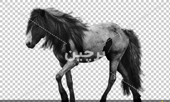 دانلود عکس اسب های وحشی