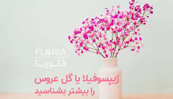 عکس گل ژیپسوفیلا صورتی