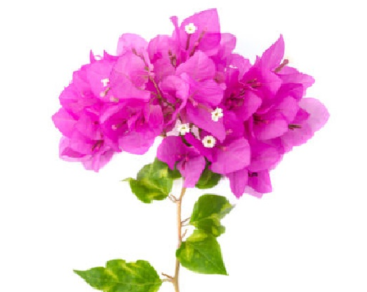 عکس گل کاغذی طبیعی