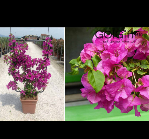 عکس گل کاغذی طبیعی